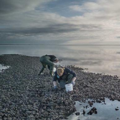 Oysters | By the Wadden Sea